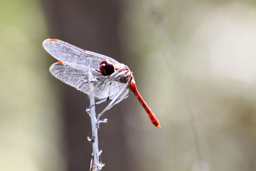Sympetrum sanguineum?  S, maschio